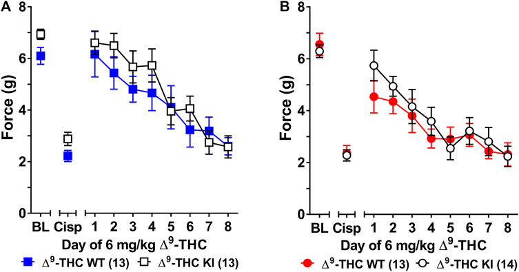 Development of tolerance to the anti-allodynic effects of 6 mg/kg of ∆9-THC in male and female wild-type and S426A/S430A mice. Tolerance to the anti-allodynic effects of 6 mg/kg ∆9-THC was determined in both male (A) and female (B) S426A/S430A (KI; unfilled) and wild-type (WT; filled) mice. Mice were assessed via the von Frey assay for the amount of force (in grams) required to elicit a paw withdrawal response 60 min following treatment with 6 mg/kg ∆9-THC. BL represents the pre-cisplatin baseline and CISP the post-cisplatin baseline. Error bars represent the mean ± SEM. Each mouse was tested in triplicate and those values averaged to determine a single value for each mouse each day of testing. Data were analyzed using separate two-way ANOVAs with Bonferroni post-hoc tests. Sample sizes for each group (shown in parentheses) include 26 male (13 WT; 13 KI) and 27 female (13 WT; 14 KI) mice.