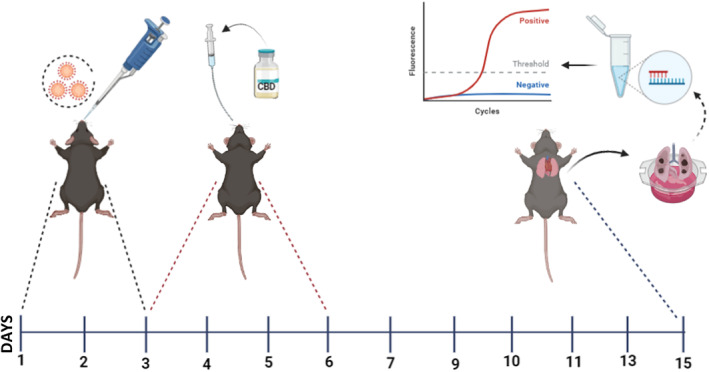 Schematic representation of in vivo experiment to test efficacy of cannabidiol (CBD) in vivo. K18‐hACE2 transgenic mice that express human ACE2 (hACE2) were infected with SARS‐CoV‐2 (Alpha). CBD medication, which began before infection, was continued during the viral administration (n = 10/group). On the 15th day of the experiment, lungs were taken and viral extraction was carried out. The viral titre was determined using RT‐PCR.