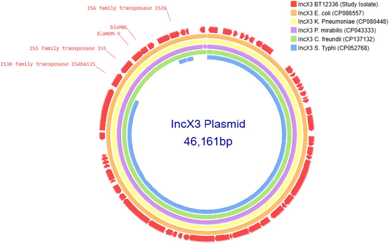 Comparison of IncX3 plasmid:The IncX3 plasmid from the carbapenem-resistant Salmonella Typhi (CRST) isolate was BLAST-searched against the NCBI BLASTn database and compared with Enterobacteriales carrying plasmids of the same incompatibility group [(CP086557), (CP080448), (CP043333), (CP137132), (CP052768)] with 90–100% identity. The selected plasmids were then annotated and visualized using Proksee.