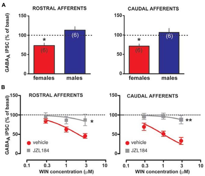 Effect of MAGL inactivation on CB1 receptor function in female LH rats. (A) Bar graphs showing the effect of MAGL inhibitor JZL184 on the amplitude of rostral (left panel) and caudal (right panel) GABAA IPSCs in female and male LH rats is plotted. GABAA IPSCs amplitude was normalized to the averaged value (dotted line) before JZL184/vehicle bath application. (B) Dose–response curves for percentage inhibition in GABAA IPSC amplitude, which were recorded in female LH rats from VTA DA cells and evoked by stimulating either rostral (left panel, n = 6 for both sexes) or caudal (right panel, n = 6 for both sexes) afferents, produced by WIN in the presence (gray squares) or absence (red circles) of JZL184. Each symbol represents the averaged value ( ± SEM) obtained from different cells. GABAA IPSCs amplitude was normalized to the averaged value (dotted line) before drug application. *P < 0.05, **P < 0.01.