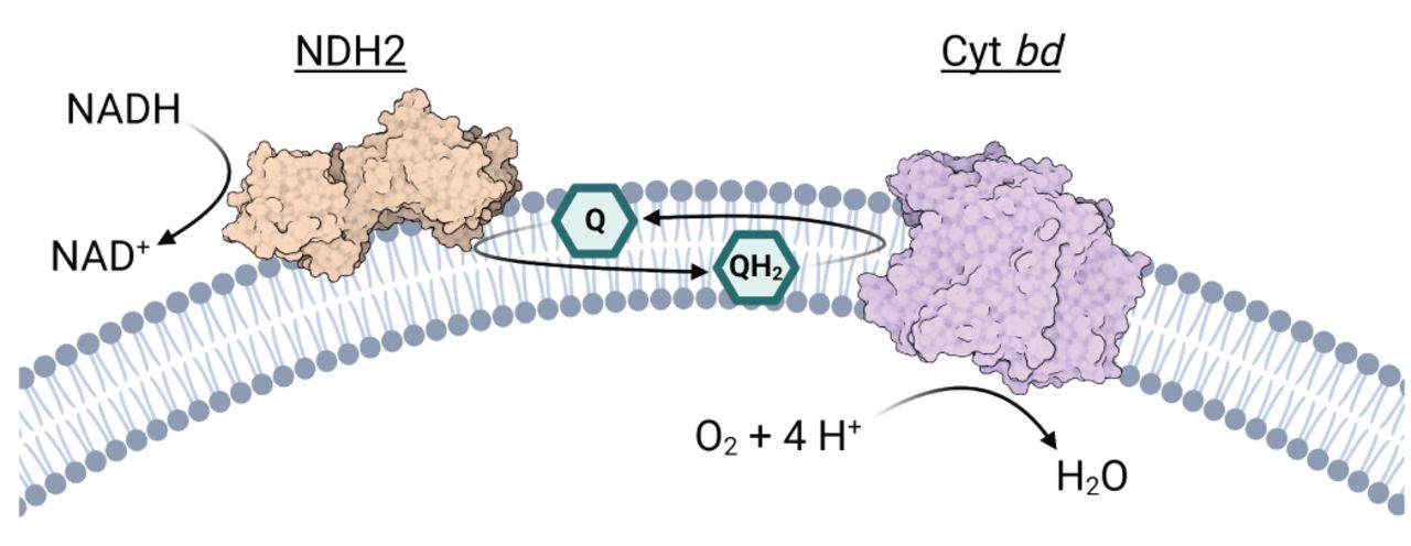 A minimal respiratory chain proteoliposomal system to interrogate specific interactions between quinones and cyt bd.This proteoliposomal system can also be used in detergent.