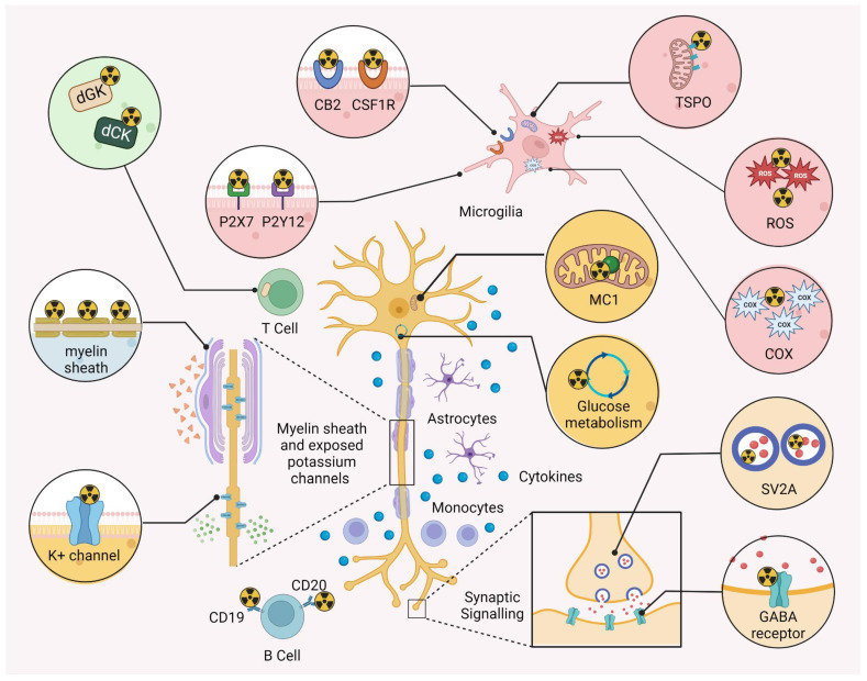 Translational molecular imaging concepts in multiple sclerosis (MS). Selected biological targets and processes that have been leveraged for positron emission tomography (PET) imaging in MS. PET can be used to improve diagnostic imaging and to facilitate drug discovery & development, and several probes have been successfully developed to non-invasively visualize myelination/demyelination by myelin-binding tracers and probes that image the potassium (K+) channel, which is exposed upon demyelination. Neuroinflammation imaging has traditionally relied on the visualization of biological targets that are overexpressed in activated microglia, including the 18-kDa translocator protein (TSPO), reactive oxygen species (ROS), cyclooxygenase (COX) enzymes, the cannabinoid type 2 receptor (CB2), colony stimulating factor 1 receptor (CSF1R) and purinergic receptors, P2X7 and P2Y12. Attempts to visualize the adaptive immune response have channeled the development of PET tracer that bind to CD19 and CD20 on B cells as well as probes that preferentially accumulate in T cells via a retention mechanism that involves binding to deoxyguanosine and deoxycytidine kinases (dGK and dCK). Neurodegeneration can be visualized by targeting glucose metabolism and mitochondrial complex I (MC-I), while synaptic integrity can be assessed with probes targeting the synaptic vesicle glycoprotein 2A (SV2A) or GABA receptors.