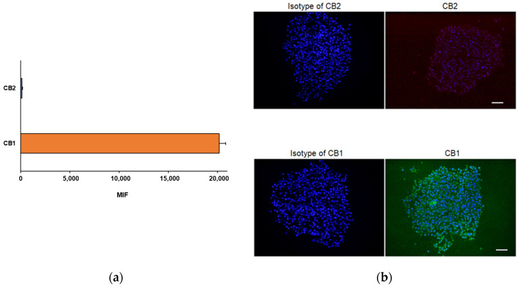 (a) Flow cytometric and (b) immunofluorescence analyses of the cannabinoid receptor expression in D384 spheroid sections. A higher expression of CB1 receptors was observed compared to CB2 expression, as demonstrated by both flow cytometry and immunofluorescence staining. The flow cytometry data are expressed as median fluorescence intensities (MFIs) and represent the means ± S.D. The images show representative fluorescence-merged microphotographs with CB1-positive (green fluorescence) and CB2-positive (red fluorescence) areas in D384 spheroid sections. Nuclei were stained with Hoechst 33258. Scale bar: 100 μm.
