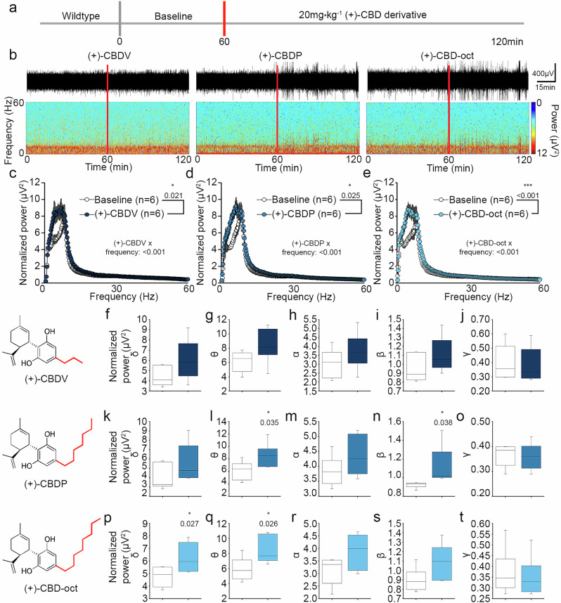 Structure activity relationship (SAR) study of (+)-enantiomer-CBD derivatives using EEG recordings.a Timeline of SAR, red lines denote administration of (+)-CBD derivative (20 mg*kg-1 p.o.). b Representative traces (top) and spectrograms (bottom) of EEG recordings following 20 mg*kg-1 p.o. with (+)-CBD derivatives. c–e Fast Fourier transform analysis of the EEG signal comparing (+)-CBDV (Baseline: 0.998 ± 0.0419, ( + )-CBDV: 1.196 ± 0.0419), ( + )-CBDP (Baseline: 0.996 ± 0.0463, ( + )-CBDP: 1.204 ± 0.0463), and (+)-CBD-oct (Baseline: 0.984 ± 0.0210, ( + )-CBD-oct: 1.188 ± 0.0210), to vehicle baseline. f–j Spectral analysis of (+)-CBDV (All bands n.s.). k–o. Spectral analysis of (+)-CBDP (θ Baseline: 6.149 ± 1.468, β (+)-CBDP: 0.923 ± 0.0303). p–t Spectral analysis of (+)-oct compared to baseline (δ Baseline: 4.764 ± 0.822, δ (+)-CBD-oct: 6.242 ± 1.137; θ Baseline: 5.918 ± 1.780, θ (+)-oct: 8.407 ± 1.780). All values listed are mean (or LS mean) ± standard error, p values from Two Way Repeated Measures ANOVA, with Bonferroni post hoc; or t-test. Line graphs are plotted as mean and standard error, and box plots are plotted as median, first and third quartile, and range.