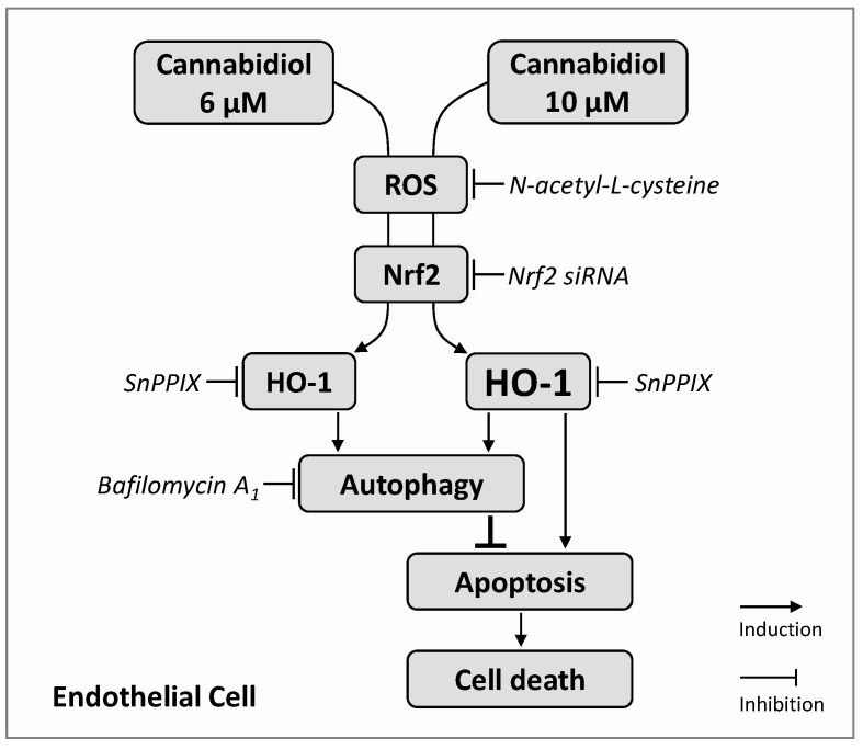 Proposed mechanism and functional consequence underlying cannabidiol (CBD)-induced HO-1 expression in HUVEC. CBD leads to a concentration-dependent increase in HO-1 expression, which is mediated by reactive oxygen species (ROS) and the transcription factor Nrf2, but not by cannabinoid-activated membrane receptors (CB1, CB2, TRPV1). HO-1 subsequently initiates proautophagic processes that confer anti-apoptotic and life-promoting effects. However, above a critical concentration, as in the case of 10 µM CBD, HO-1 leads to the induction of cellular apoptosis. Furthermore, the inhibition of HO-1-dependent CBD-induced autophagy leads to apoptosis induction by a per se viability-promoting CBD concentration (6 µM) or to superinduction of apoptosis by a per se cytotoxic CBD concentration (10 µM). The sequence shown with inductive and inhibitory arrows connecting the boxes corresponds to the effect of the CBD in the absence of inhibitors of the individual members of the signal transduction. The corresponding inhibitors are shown in italics, whereby their target, but not their consecutive effect, is shown.