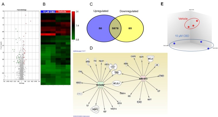 miRNA profile in SH SY5Y neuroblastoma cells following CBD treatmentMicroarray analysis was done by using an Affymetrix array to identify miRNA in CBD-treated cells compared to vehicle controls. (A) Volcano plot for up- and down-regulated miRNAs following treatment either with DMSO (vehicle) or 10 µM CBD (CBD). The upregulated miRNAs appear in red color while the down-regulated are shown in green dots using TAC software from Affymetrix. (B) Heat map for dysregulated miRNA following treatment with CBD (TAC software). The red color represents the upregulated miRNAs while the blue color represents the downregulated ones. (C) Venn diagram shows differentially regulated miRNA in the two groups. (D) Ingenuity Pathway Analysis displaying the relationship between the dysregulated miRNA and different target genes related to apoptosis. The panel shows how miRNA hsa-let-7a (green) and hsa-miRNA-1972 (red) may target apoptotic pathways. (E) Principal Component Analysis of 3 independent samples showing distinct clustering of miRNA profiles in vehicle- and CBD-treated groups.