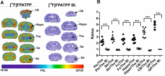 (A) Representative ex vivo brain autoradiography images of [18F]4 binding 120 min post injection in a nontreated mouse and a mouse pretreated with rimonabant to block the [18F]4 binding. (B) Ratios of the parietotemporal cortex (Ptc), striatum (Str), frontal cortex (Fc), hippocampus (Hippo), cortex, cerebellar gray matter (CB), and globus pallidus (Gp, n = 3, 1 female) to the thalamus (Tha) without blocking (n = 8, 1 female) and with blocking (Bl. n = 3, 1 female). ***P < 0.001, statistical analyses were performed with the Mann–Whitney U test.
