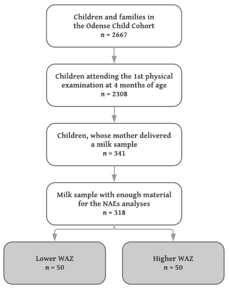 Flowchart of inclusion in the present study. WAZ: weight-for-age Z-score.