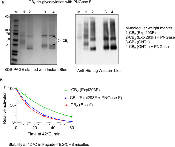 Effect of PNGase F treatment on stability of purified CB2 protein. (a) SDS-PAGE and Western blot of untreated and treated proteins purified from Expi293F and Expi293F GNTI− cells. (b) Thermostability of untreated and treated protein samples at 42 °C measured by G protein activation. CB2 purified from E. coli BL21(DE3) serves as a control.