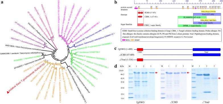 Architecture, phylogenetic analysis of TgSWO proteins, and the expression of the different FRDP. a Phylogenetic analysis results of the TgSWO protein from NJAU4742 compared with that from other fungi; the bootstrap values are shown at each node. b The analysis results of individual domains of TgSWO from NJAU4742 strain, and different FRDP of TgSWO are marked with different colors. c The diagram of the different FRDP based on TgSWO; the domains are represented by colored rectangles. d The SDS-PAGE analysis results of recombinant TgSWO, ΔCBD protein, and ΔYoaJ proteins. M was the markers; lane 1 represents the cell lysate; lane 2 indicates the effluents; and lane 3 refers to the electrophoretic proteins
