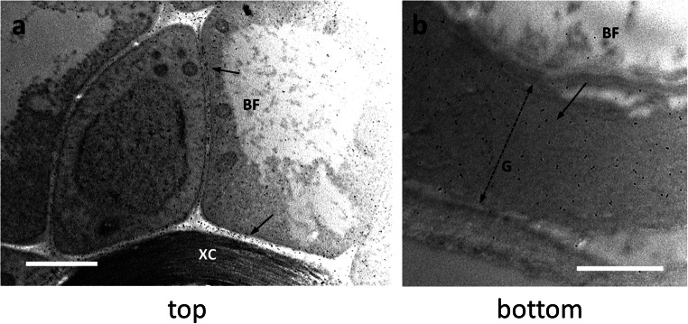 Distribution of the RU2 signal in the top (a) and bottom (b) internodes of nettle stem. a A developing bast fiber (BF), with clear signal in the cell wall (arrows). The underlying xylem cell (XC) does not show labeling with RU2. Bar: 2000 nm. b A bast fiber (BF) from a bottom internode with the typical multi-layered cell wall, clearly labeled by RU2 (arrow). The double dashed arrow indicates the thickness of the G-layer. Bar: 1000 nm