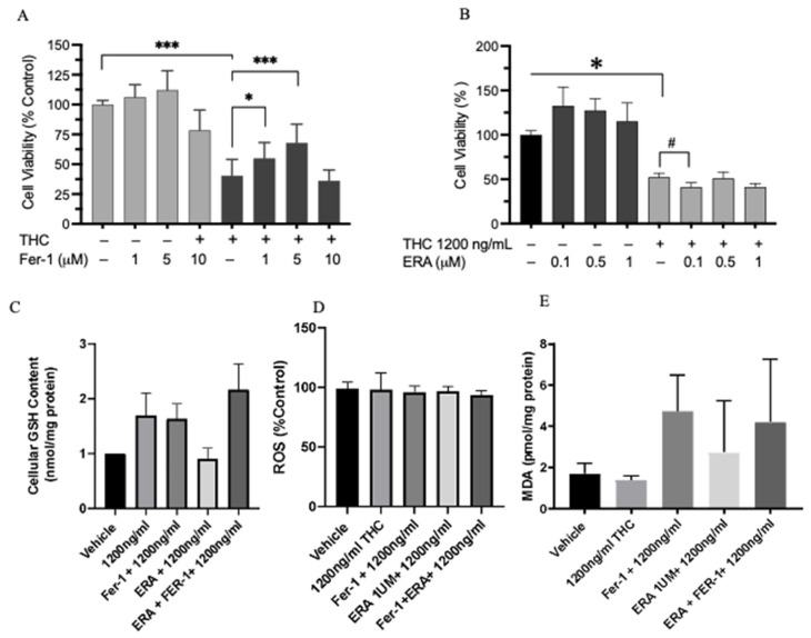 Confirmation of the involvement of ferroptosis in Δ-9-THC-induced cell death in vitro. Effects of Δ-9-THC (1200 ng/mL) together with the ferroptosis antagonist Fer-1 (A) or the agonist ERA (B). Data represent ± SEM. Statistical significance *** p < 0.001, * p < 0.05, # p < 0.06 (n = 3). Effects of THC with or without a ferroptosis agonist or antagonist on GSH content (C), ROS level (D), and lipid peroxidation (E). Data represent ± SEM. Statistical significance *** p < 0.001 (n = 3 independent assays).