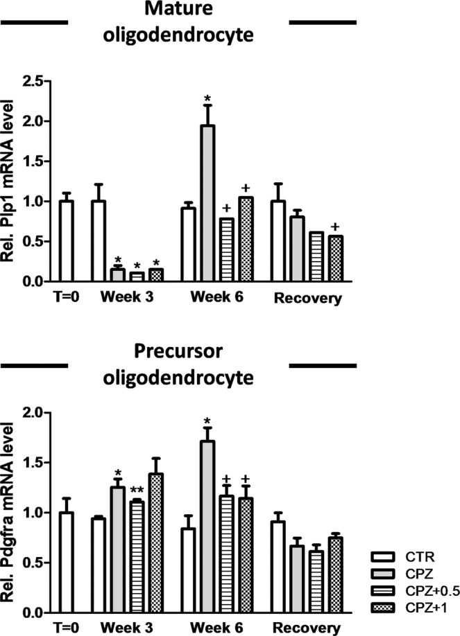 Relative mRNA expression for oligodendrocyte markers. Animals exposed for three weeks to CPZ diet and treated with either the vehicle, 0.5 or 1 mg/Kg of WIN showed lower expression of myelin/oligodendrocyte-related gene (Plp1) in comparison to controls (p < 0.05) while the expression of OPCs (Pdgfra) was higher in CPZ-fed mice subjected to either vehicle or 0.5 mg/Kg of WIN than the control group (p < 0.05; p < 0.01, respectively). At week 6, the expression of Plp1 was significantly greater in animals fed with CPZ alone when compared to either controls, 0.5 or 1 mg/Kg of WIN (p < 0.05). During the early remyelination phase, the gene expression for Pdgfra increased following exposure to CPZ alone in comparison to both controls (p < 0.05) and CPZ-fed animals subjected to either 0.5 or 1 mg/Kg of WIN (p < 0.05) while no significant effects were observed in CPZ-fed animals treated with either 0.5 or 1 mg/Kg of WIN when compared to controls. 6 weeks after CPZ withdrawal, mice treated with vehicle showed an increase of Plp1 expression in contrast to those treated with 1 mg/Kg of WIN (p < 0.05). Data are expressed as mean ± SEM. An * indicates significant differences between CPZ-fed groups and their respective control group. Comparisons between the group exposed to CPZ alone and those animals treated simultaneously with both CPZ and WIN are indicated by an + . An underlined Ɛ indicated comparisons between all WIN treated groups. One or two symbols indicate p < 0.05 and p < 0.001, respectively. N = 3. Control, animals fed with standard diet and treated with phosphate buffered saline; CPZ, cuprizone-fed animals; WIN, WIN-55,212-2; OPC, oligodendrocyte precursor cells.