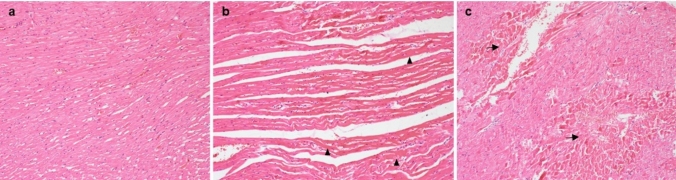 a Normal heart histology. H&E × 100, b Wavy appearance of myocytes and increased eosinophilia in SALD and SAHD groups (arrowhead). H&E × 100, c SALD and SAHD groups, areas of karyolysis compatible with ischemic findings (arrow). H&E × 100