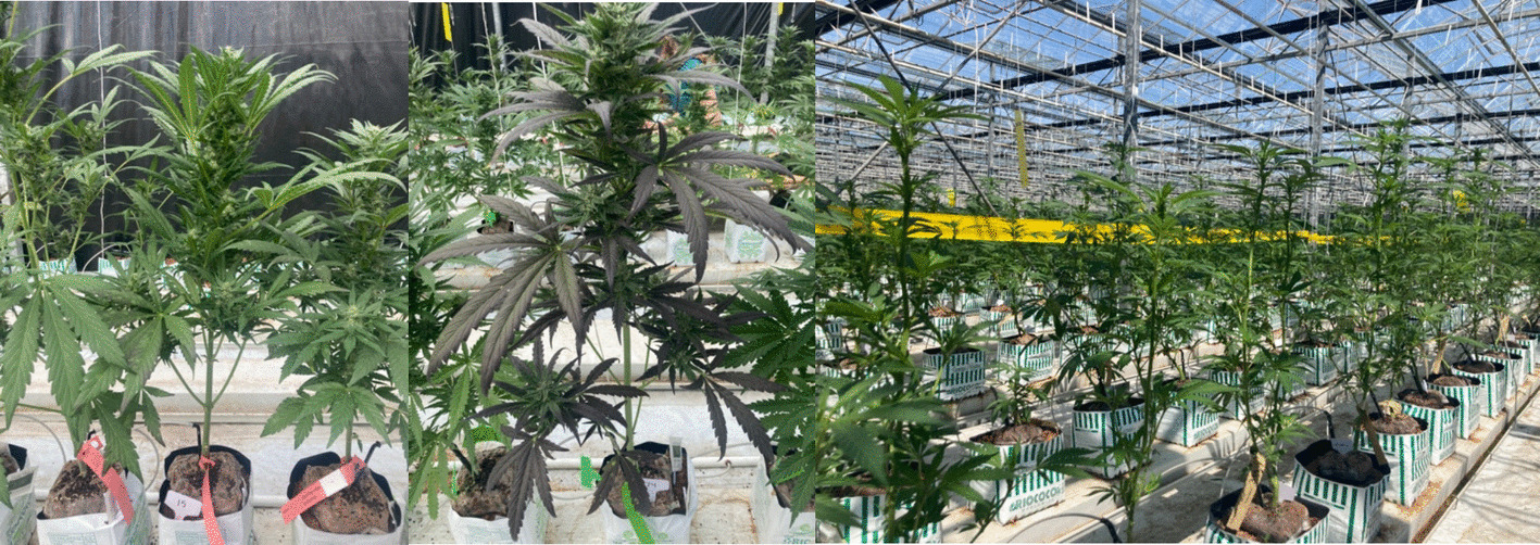 Pictures of the different varieties measured, the two autoflowers Caramel Cream Gelato (left), and Sour Apple (center), and one of the photoperiod varieties Bop Gun (right)
