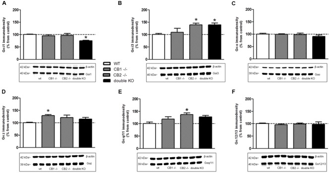 Expression of G protein subunits in cannabinoid receptors knockout mice. Immunoreactive signal and representative images obtained by Western blotting with specific antibodies against different Gα subunits: (A) Gαi1, (B) Gαi3, (C) Gαo, (D) Gαz, (E) Gαq/11, and (F) Gα12/13 in mouse brain cortical membranes of WT, CB1 knockout (CB1-/-), CB2 knockout (CB2-/-) and double CB1 and CB2 knockout (CB1-/-/CB2-/-/double KO). Immunoreactivity for β-actin was simultaneously detected on every gel and used as loading control. Normalized values (percentage over controls) of Gα subunits are shown as mean ± SEM of two different experiments carried out in duplicate. Asterisks highlight those values which are statistically different from WT (One-way ANOVA followed by Dunnet’s post hoc test; ∗p < 0.05).