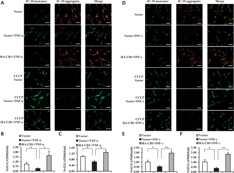 Over-expression of CB1 promoted the MMP and expressions of Nrf1 and Nrf2 in hBMSCs under TNF-α and INF-γ stimulation. A 10 ng/ml TNF-α was used to treat BMSCs for 24 h, the JC-10 results of BMSCs. CCCP was used as a positive control. Scale bar: 50 μm. B, C 10 ng/ml TNF-α was used to treat BMSCs for 4 h, the Real-time RT-PCR results of Nrf1 (B) and Nrf2 (C) expressions in BMSCs. D 100 ng/ml INF-γ was used to treat BMSCs for 24 h, the JC-10 results of BMSCs. CCCP was used as a positive control. Scale bar: 50 μm. E, F 10 ng/ml TNF-α was used to treat BMSCs for 4 h, the Real-time RT-PCR results of Nrf1 (E) and Nrf2 (F) expressions in BMSCs. GAPDH was used as an internal control. The One-way ANOVA was performed to determine statistical significance. Error bars represent SD (n = 3). *P ≤ 0.05; **P ≤ 0.01