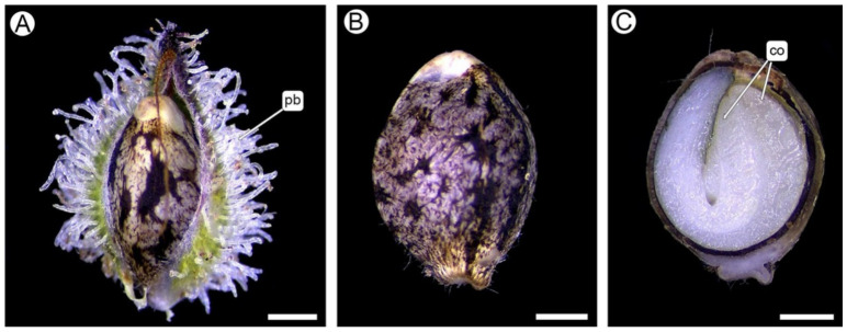 Fruit and seed development after open pollination with STS-induced male flowers (SM). (A) Mature fruit enclosed by the persistent perigonal bract. (B) Surface view of a mature seed. (C) Longitudinal section of a mature exalbuminous seed showing the embryo with two cotyledons. Abbreviations: co, cotyledons; pb, perigonal bract. Scale bars: (A–C) = 1 mm.