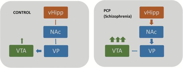 Schematic demonstrating the aberrant vHipp regulation of dopamine neuron activity in the PCP model of schizophrenia. Aberrant vHipp activity drives the nucleus accumbens (NAc) that, in turn, inhibits spontaneous activity within the ventral pallidum (VP). This results in the disinhibition of VTA dopamine neurons and an increase in the number of spontaneously-active neurons.