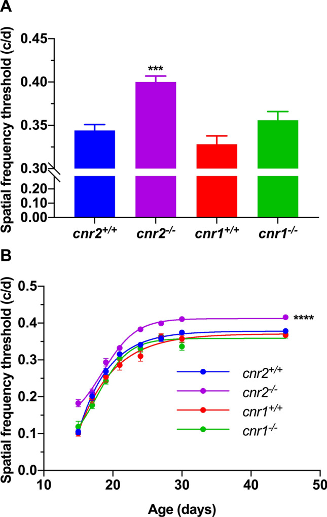 CB2R deletion enhances visual acuity in adults and through postnatal development. (A,B) The Cnr2-/- mice showed a better spatial frequency threshold compared to Cnr2+/+ animals. No differences were observed between Cnr1-/- and Cnr1+/+ mice. For (A) and (B) respectively, Cnr1+/+, n = 14 and 38; Cnr1-/-, n = 30 and 38; Cnr2+/+, n = 32 and 37; Cnr2-/-, n = 18 and 32. Statistical analysis was performed by one-way (A) or two-way (B) ANOVA with Tukey post hoc test. The values are mean ± SEM. *** p = 0.0002, **** p < 0.0001 compared to Cnr2+/+. (c/d: cycles per degree).