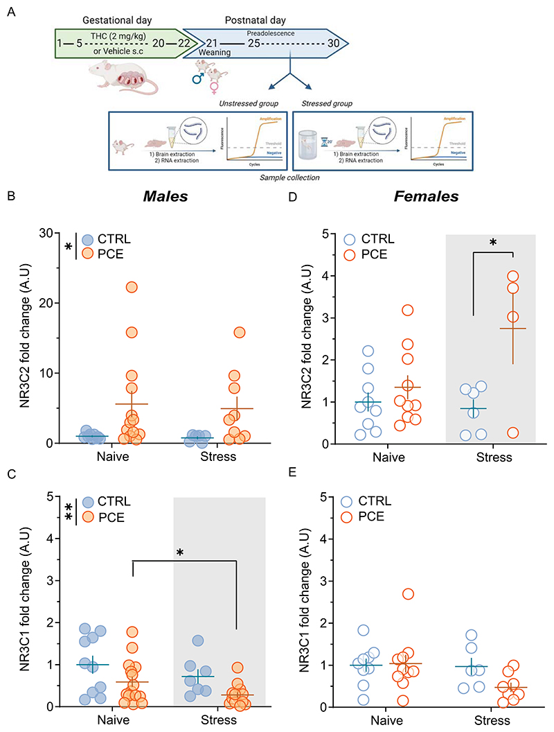 Feedback sensitivity to acute stress is reduced in PCE males.A) Timeline of experimental procedures. The quantitative real-time PCR analysis of gene expression levels of MR (Nr3c2) and GR (Nr3c1) were measured from VTA tissue punches collected from unstressed rats and from stressed rats after 30 min from the beginning of the forced swim test (FST). B) Fold change ratio of mRNA expression levels of Nr3c2 in VTA of males at preadolescence from unstressed rats and from stressed rats after the FST (*p = 0.0113 main effect of PCE; nrats = 9 naïve (unstressed) and 6 stressed CTRL males, 13 unstressed and 9 stressed PCE males). C) Graphs show the mRNA expression levels of Nr3c1 in VTA as a fold change ratio in PCE male rats compared with their corresponding control group, in both unstressed or stressed rats (**p = 0.0054 main effect of PCE; *p = 0,04 main effect of stress- shaded gray area; nrats = 10 unstressed and 7 stressed CTRL males, 17 unstressed and 14 stressed PCE males). D) Fold change ratio of mRNA expression levels of Nr3c2 in VTA of unstressed and stressed females at preadolescence (*p < 0.05 stressed PCE vs. stressed CTRL- shaded gray area; Sidak’s test; nrats = 9 unstressed and 6 stressed CTRL females, 10 unstressed and 4 stressed PCE females). E) Graphs show the mRNA expression levels of Nr3c1 in VTA as a fold change ratio in stressed and unstressed PCE female rats compared with their corresponding control group (nrats = 9 unstressed and 6 stressed CTRL females, 10 unstressed and 8 stressed PCE females). Unless otherwise indicated, data are represented with scatter plots with mean and ± SEM. Figure created with BioRender.com.