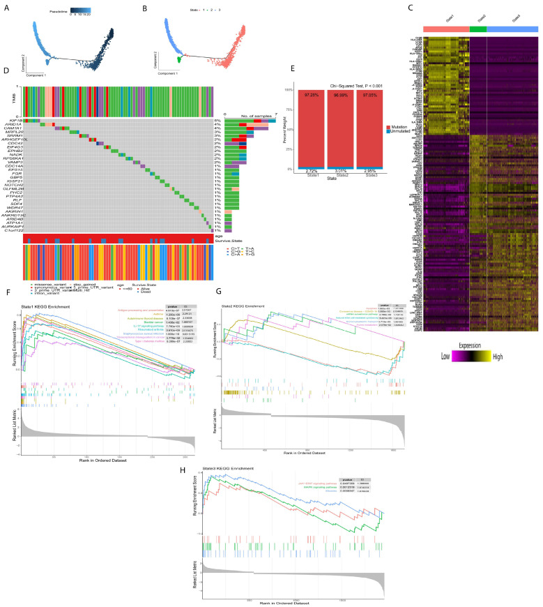 Mutational analysis of T regulatory cell-related differential genes and pseudotime analysis of Tregs. (A) According to pseudotime analysis (B), Tregs were divided into three differentiation states. (C) Treg-related differential genes in three differentiation states. (D) Top 30% mutation frequency of Treg-related differential genes. (E) Mutation of Treg-related differential genes in three differentiation states. (F–H) GSEA analyzes the three differentiation states of Tregs.