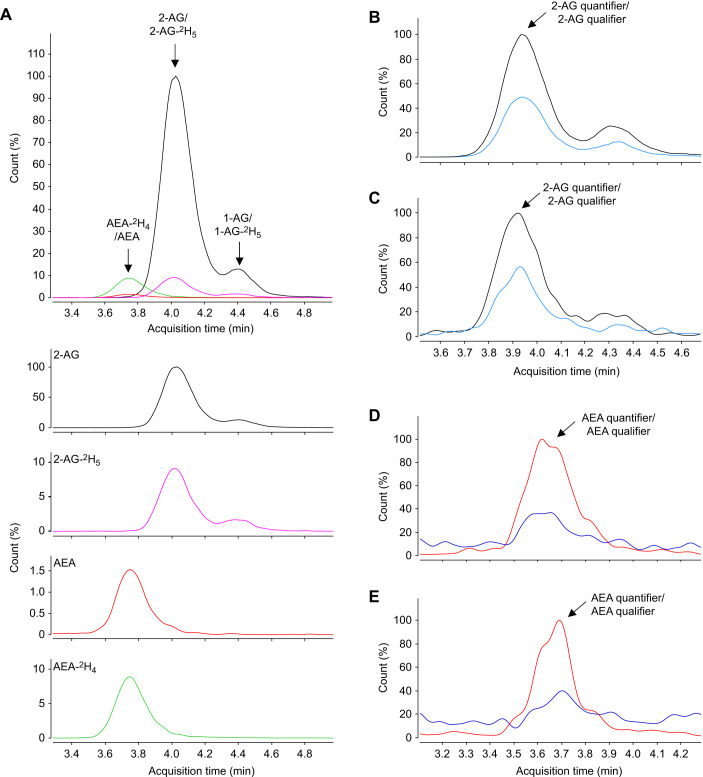 Identification of the endocannabinoids 2-arachidonoylglycerol and anandamide in the brain of wild-caught red-sided garter snakes. (A) Representative liquid chromatography separation of 2-arachidonoylglycerol (2-AG), 1-arachidonoylglycerol (1-AG), anandamide (AEA) and their [2H]-containing internal standards from the garter snake brain. (B,C) Separation of 2-AG quantifier and qualifier ions in (B) garter snake brain and (C) synthetic 2-AG standard at the lowest point on its calibration curve. (D,E) Separation of AEA quantifier and qualifier ions in (D) garter snake brain and (E) synthetic AEA standard at the lowest point on its calibration curve.