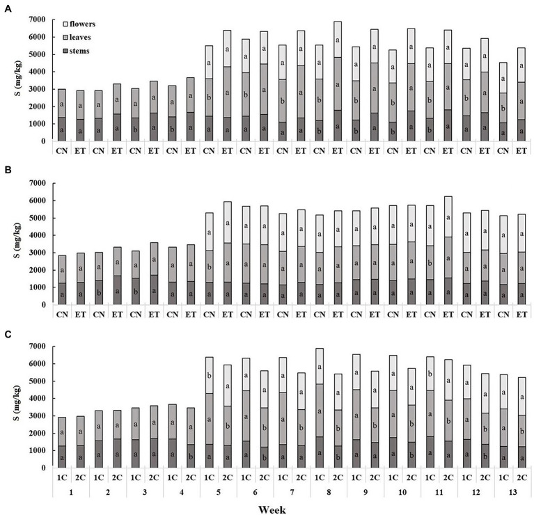 Distribution of sulfur among the organs of medical cannabis plants as affected by amino acid (AA) supplementation and nutrient cycle. S concentration in control (CN) and enhanced treatment (ET) plants with AAs nutritional supplement in recirculation (1C) growing cycle (A), in drain-to-waste (2C) growing cycle (B), ETs in 1C and 2C (C) in stems, leaves, and flowers. Data are means ± SE (n = 3). The different small letters inside the bars represent significant differences within the medical cannabis plant organs (stems, leaves, and flowers) between the variants in a particular week according to Tukey’s HSD test at α = 0.05.