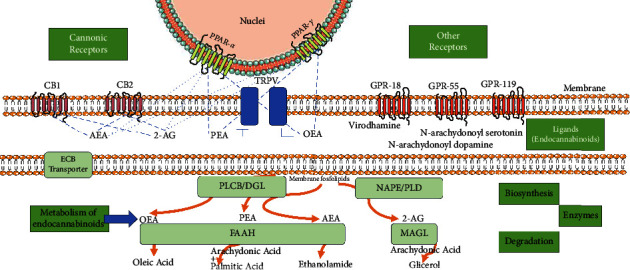 Main components of the endocannabinoid system. Main and most studied ECS components. Ligands (center of the figure) activate both canonical and noncanonical receptors (orphan GPR and nuclear PPAR receptors) and differentially modulate TRPV receptor activation. The biosynthesis and degradation of these ligands rely on diverse enzymes that degrade membrane phospholipids and generate precursors for other important lipidic mediators, such as arachidonic acid.
