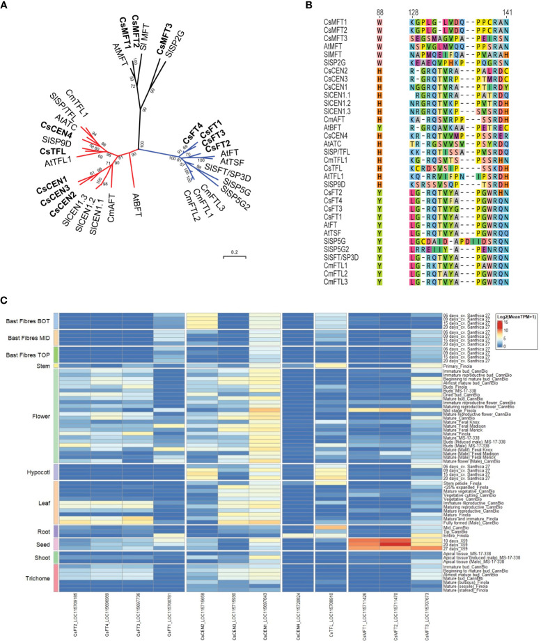 Phosphatidylethanolamine-binding protein family members in Cannabis sativa L. (A) Phylogenetic analysis of C. sativa PEBP proteins. Proteins were aligned using CLUSTAL in Geneious Prime, and a maximum-likelihood tree was produced using IQ-TREE with JTT+I+G4 parameters as the best model under AIC and BIC criteria (Minh et al., 2020). The tree was visualized with ITOL (https://itol.embl.de; (Letunic and Bork, 2007)). Numbers indicate percentage bootstrap support following 100 bootstraps (only values above 50 are shown). Species abbreviations: At – A. thaliana, Sl - Solanum lycopersicon, Cm – Chrysanthemum seticuspe. The scale is the average number of substitutions per site. (B) Alignment of the critical Y85/H88 and segment B regions of the PEBP proteins shown in (A). Numbers correspond to amino acid residues in A. thaliana FLOWERING LOCUS T (AtFT). (C) Expression of CsPEBP family in different C. sativa tissues or stages of development. Details of RNASeq data sets are in Supplementary Table S3 .
