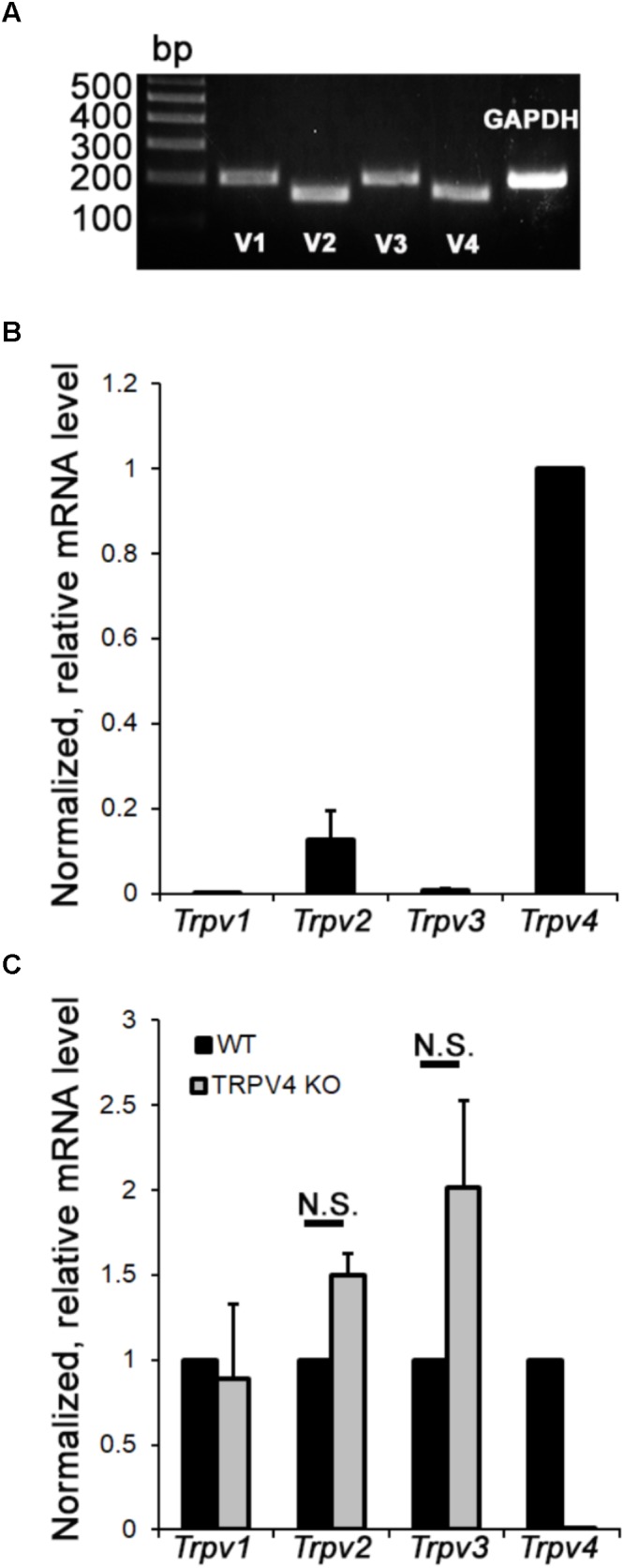 Relative mRNA expression levels of vanilloid thermoTRP channels in primary mouse RGCs. (A) End point PCR. RGCs express all four thermo Trpv transcripts. Gapdh (glyceraldehyde 3-phosphate dehydrogenase) mRNA served as a loading control. (B) Semiquantitative RT-PCR. The relative abundance of thermo Trpv transcripts normalized with respect to Trpv4 content (n = 4). (C) Fold change in mRNA expression in TRPV4-/- RGCs (n = 4) was calculated relative to expression in wild type cells.