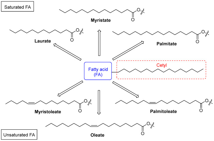 Some representative examples of naturally occurring CFAs, both saturated and unsaturated, present in most topical preparations for the treatment of musculoskeletal disorders. The common cetyl portion is highlighted in the red dashed square.