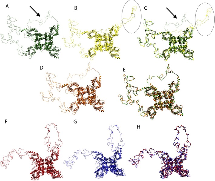 Predicted 3D models for Sodium channel. (A) NaV 1.7 human wild type. (B) mutant NaV 1.7 human (R1150W). (C) overlay between e NaV 1.7 wild type (green) and mutant (R1150W) (yellow). (D) mutant NaV 1.7 human (L858F). (E) overlay between and NaV 1.7 wild type (green) and mutant (L858F) (orange). (F) 3D models of wild type para bss1 Drosophila melanogaster sodium channel. (G) model for para bss1 mutant of D. melanogaster (L1678F). Arrow and circles in A–C shows conformational differences.