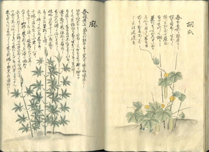 The illustration of Cannabis from “Illustration of civil life, volume the earth” (民家検労図, 地編), published in 1830, possessed by ISHIKAWA Prefectural Library (石川県立図書館) [50].