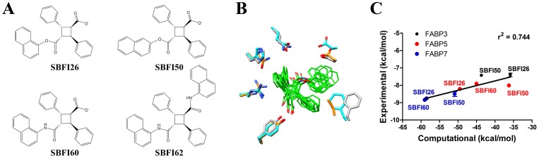 Structures and binding affinities of FABP inhibitors.(A) Chemical structures of FABP inhibitors. (B) Superimposed models of SBFI26, SBFI50, and SBFI60 in the binding pockets of FABP3, FABP5, and FABP7 reveal similar binding geometries. Amino acids lining the binding pockets are shown with teal, gold, and grey representing FABP3, FABP5, and FABP7, respectively. (C) Correlation between binding affinities and energy scores of SBFI26, SBFI50, and SBFI60 for FABP3, FABP5, and FABP7. Linear regression revealed an r2 value of 0.744. The binding affinities and energy scores are derived from Table 1 and Table 2.