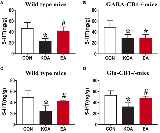 Quantitative analysis of the 5-HT concentration in the medulla. (A,B) Summary data show the effect of EA on the 5-HT concentration in the medulla of wild-type mice (A) and GABA-CB1−/− mice (B). (C,D) Summary data show the effect of EA on the 5-HT concentration in the medulla of wild-type mice (C) and Glu-CB1−/− mice. (D) Data are expressed as means ± SD (n = 6 mice in each group). *p < 0.05, vs. the control group; #p < 0.05, compared with the KOA group.