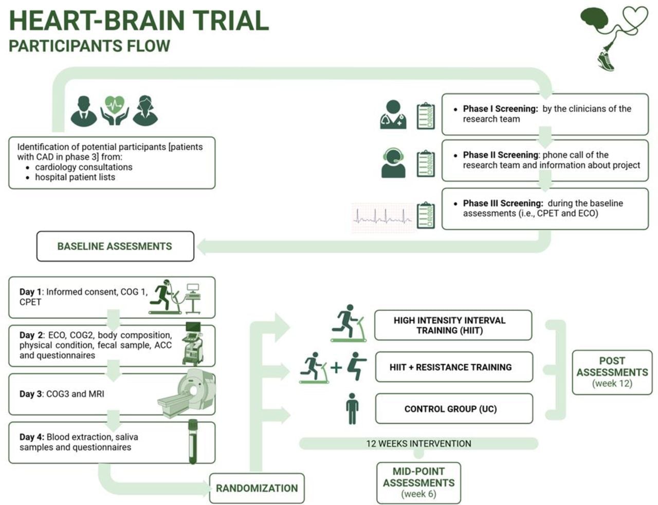 Visual representation of the study design in the HEART-BRAIN trial. ACC: Accelerometry; CAD: coronary artery disease; CPET: cardiopulmonary exercise test; ECO: echography; COG; cognitive function tests; MRI: magnetic resonance imaging UC: usual care. *Post-intervention assessment includes similar outcomes compared to baseline assessment.