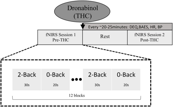 Schematic diagram of study and task design. fNIRS data were collected at two time points; pre-THC (fNIRS Session 1) and post-THC (fNIRS Session 2) administration (mean time = ∼1.5 h post-dronabinol dose), during which participants performed the n-back task. Two conditions (2-Back; high WM load and 0-Back; low WM load) were alternated in a blocked fashion.