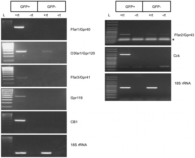 I-cells contain GPR40, GPR120, GPR41, GPR43, GPR119 and CB1 mRNA transcripts.Semi-quantitative RT-PCR analysis revealed that eGFP+ cells (I-cells) were enriched in mRNA transcripts encoding Gpr40/Ffar1, Gpr41/Ffar3, Gpr43/FFAR2, Gpr119 and CB1 whereas Gpr120/O3far1 was enriched in eGFP+ cells, but was also present eGFP− cells; RT-PCR of 18S rRNA confirms that equal amount of cDNA template from eGFP+ and eGFP− cells was used for the analysis. L declares Hyperladder IV (100–1000 bp, Bioline, UK). Asterisk indicates bands representing primer dimers.