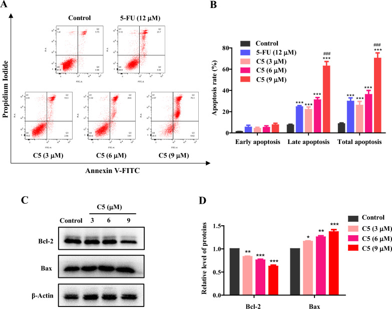 Effect of C5 on HCT116 cells apoptosis in vitro. A HCT116 cells were incubated with 0.1%DMSO (control)、5-FU (12 μM) or C5 (3, 6, and 9 μM) for 48 h, harvested and stained with Annexin V and PI, then the percentages of apoptotic cells were determined by flow cytometry; B Apoptosis rate was displayed through the histogram (mean ± SD, n = 3). *Compared with the control group, *** p < 0.001; #Compared with the 5-FU group, ### p < 0.001; C Effect of C5 on the expression of apoptotic proteins; D Relative levels of apoptosis-related proteins were determined (mean ± SD, n = 3), *Compared with the control group, * p < 0.05, ** p < 0.01, *** p < 0.001