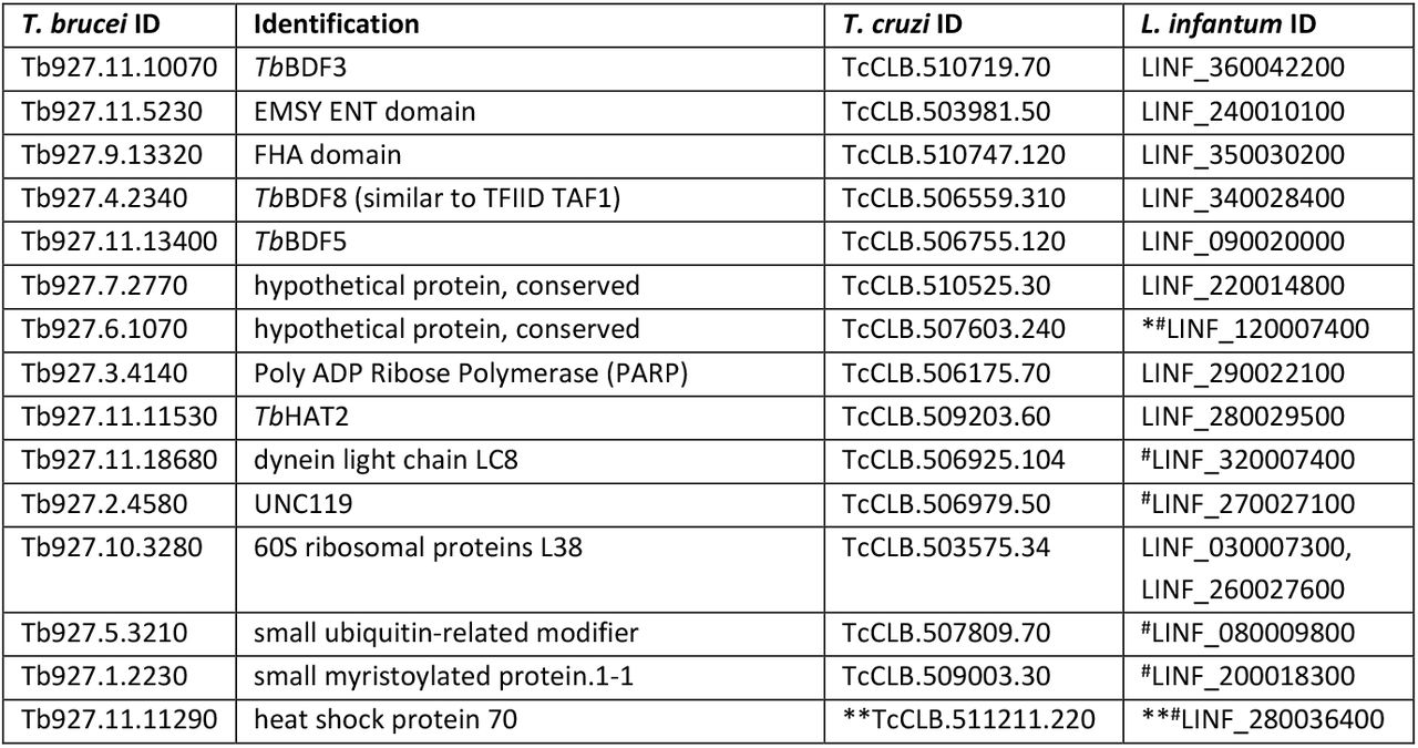 Identified orthologs of the proteins significatively enriched in TbBDF5 CoIP from Staneva et al (2021) and in CRKT from Jones et al (2022).The identification column contains the protein names or domains identified by Staneva et al. *Found by BLAST. **IDs of the syntenic orthologs. Leishmania infantum orthologous IDs are included because their predicted structures are included in AF2 monomer database. #Not described as part of CRKT.