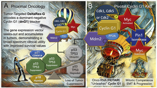 Blocking the “Cyclin G1 Axis” of Interacting Oncogenes and Tumor Suppressors. (A) DeltaRex-G, encoding a cytocidal ‘dominant negative’, i.e. a truncated construct (dnG1) of the executive cyclin G1 oncogene (CCNG1), is shown as a molecular-genetic “silver bullet,” blocking the Pivotal Cyclin G1 Axis of associated oncogenes, which is activated by signal transduction and/or loss of natural tumor suppressors (p53 (TP53); p21, CDKN1A; and p18, Hamlet). (B) The Cyclin G1 Axis of interacting oncoproteins include Cyclin G1, Myc, Cdk2, Cdk5 or Cdk1, Mdm2, and the proline-directed/phosphorylation-dependent Pin1 isomerase, which stabilizes the Cyclin G1/Cdk-activated Myc oncoprotein by phosphorylation (at serine 62) and maintains its transcriptional bioactivity. Note: loss of the natural tumor suppressors—by 1) mutations in p53, 2) loss of regulatory miRNAs, 3) by viral subversion (e.g., miR-122), or 4) by a growing number of oncogenic-RNAs (e.g., HOTAIR)— “unleashes” the expression and functions of the Cyclin G1 Axis which lead to stem cell activation, tumorigenesis, error-prone DNA replication, increasing oncogene addictions, EMT/metastasis, and progression of cancers.