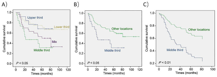 Relationship between tumor location and prognosis of gastric cancer. (A, B) Kaplan-Meier survival analysis. (C) Cox multivariate survival analysis
