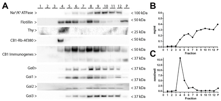 Alkaline phosphatase enzymatic activity, total protein amount and distribution of raft and non-raft markers in lipid raft and non-lipid raft fractions isolated from frontal cortical synaptosomes derived from wild-type mice. (A) Representative Western blots running in parallel same volume (20 µL/lane) of the collected 12 fractions and of the pellet (P). Immunoblot against Na+/K+-ATPase, Flotillin, Thymocyte (Thy-1), CB1 receptor, and Gαi/o subtypes. Protein migration was consistent with their expected molecular mass. For the CB1 receptor and the Gαi2 protein, an extra band migrating at ~35 kDa and ~36 kDa was detected, respectively. Na+/K+-ATPase, 112.3 kDa; Flotillin, 47.5 kDa; thymocyte 1 (Thy-1), 18.1 kDa; CB1 receptor, 52.8 kDa; Gαo 40.1 kDa; Gαi1, 40.5 kDa; Gαi2, 40.4 kDa; Gαi3, 40.5 kDa. The molecular weights depicted correspond to the signal of the standard markers. (B) Total protein content of the collected 12 fractions and of the pellet (P). (C) Alkaline phosphatase activity of the collected 12 fractions and of the pellet (P).