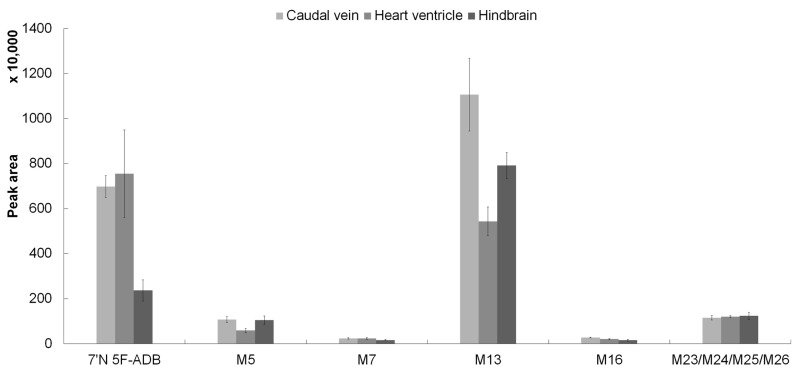 Detection profile of 7′N-5F-ADB and five major metabolites in microinjected ZF larvae (caudal vein, heart ventricle, and hindbrain). The most abundant metabolite, M13, was formed by defluorination in combination with oxidation of the formed primary alcohol (M7) to a carboxylic acid moiety. The clustered columns are displayed as mean ± SD (n = 3). The four structural isomers (M23, M24, M25, and M26) at m/z 410.2075 are represented as one metabolite due to co-elution from the LC-HRMS/MS system.