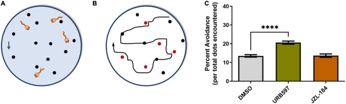 URB597 treatment enhances visually guided responses. (A) Schematic of the visual avoidance task. Tadpoles at stage 45, treated with vehicle (0.1% DMSO in rearing solution), URB597 or JZL184, were tested for their ability to alter their swimming behavior upon encountering moving dots (arrow depicts downward movement of dots). (B) The tadpole’s swimming path and responses to advancing stimuli (black and red circles) were tracked and analyzed. A tadpole freezing response upon coinciding with the stimulus (red circles) or changing its swimming direction and speed was considered active avoidance. (C) Tadpoles treated with URB597 had increased avoidance responses to the presentation of the stimulus 24 h post-treatment when compared to vehicle treated controls. Control n = 24 tadpoles, URB597 n = 20 tadpoles, JZL184 n = 20 tadpoles. Mean ± SEM. ****p ≤ 0.0001.