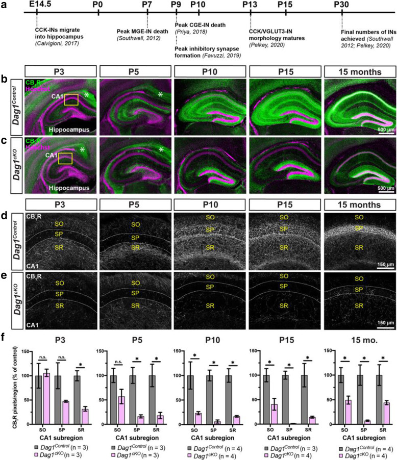 Postnatal development of CCK+ interneurons is impaired in the hippocampus of Dag1cKO mice. (a) Timeline of interneuron developmental milestones including interneuron migration, cell death, and inhibitory synapse formation. (b-c) Immunostaining for CB1R (green) in the hippocampus of Dag1Control mice (b) shows a progressive increase in CCK+ interneuron axon terminals from P3-P15. In contrast, CB1R+ axon terminals are diminished at all ages in Dag1cKO mice (c). Asterisks (P3 and P5) denote the presence of CB1R immunoreactivity in pyramidal neuron axons at early postnatal ages. Yellow boxes (b, c) indicate approximate locations of high magnification images in (d-e). High magnification (20X), single channel images (gray) of CB1R+ axon terminals in the CA1 of Dag1Control (d) and Dag1cKO mice (e) from P3–15 months. Dotted white lines indicate the position of the pyramidal cell layer (SP). SO, stratum oriens; SP, stratum pyramidale; SR, stratum radiatum. f Quantification of CB1R pixels in hippocampal CA1 layers from Dag1Control (gray) and Dag1cKO (pink) mice shows significantly reduced CB1R staining at all ages examined (*P < 0.05, unpaired two-tailed Student’s t-test; n = 3–4 mice/genotype). Data are presented as mean values ± s.e.m. Data are normalized to Dag1Control signal in each CA layer
