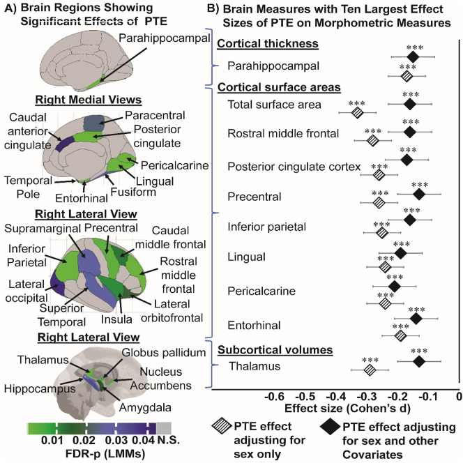 Children with PTE has thinner cortices (in mm), smaller surface areas (in mm2) and smaller subcortical volumes (in mm3). (A) Shows all the region-specific brain measures that showed a significant PTE effect after adjusting for covariates, calculated using linear mixed models (FDR-p: p-values corrected for multiple comparison using false discovery rate). Top image: right hemisphere medial view of region(s) that showed significant PTE effects on cortical thickness; middle images (top & bottom): right hemisphere medial and lateral views of region(s) that showed significant PTE effects on surface area, respectively; and bottom image: right hemisphere lateral view of region(s) that showed significant PTE effects on subcortical volumes; (B) plots the top 10 effect sizes (Cohen’s d) and 95 % confidence intervals calculations for regional morphometric measures in (A) that showed the strongest associations with PTE first adjusting for sex only (base model) and then for sex and other covariates (covariate-adjusted model). The covariate-adjusted model included: the youth’s sex, age and race, parental education, annual family income, prenatal exposures to marijuana and alcohol as fixed effects, and MRI scanner ID as random effect. Negative effect sizes indicate a thinner cortex, or smaller areas or subcortical volumes in children with PTE compared to unexposed controls. Asterisks used in (B) are for the significance of group differences between children with and without PTE before and after adjustment for covariates in the LMMs, where: *p-value <0.05, **p-value <0.01 and ***p-value <0.001.