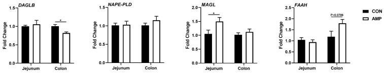 Effect of AMP treatment on the expressions of ECS-related genes. The ECS gene expression profiles. Values are presented as the means ± SEM. *, p < 0.05.