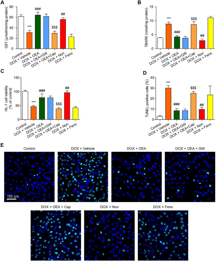 OEA inhibited DOX-induced oxidative stress and apoptosis in cardiomyocytes through TRPV1 pathway. HL-1 cells were treated with 0.1% DMSO, OEA (30 μM), GW6471 (5 μM), capsazepine (10 μM), nonivamide (10 μM), fenofibrate (100 μM) for 30 min. Cells were then treated with DOX (2 μM) for 24 h. Levels of (A) GST (B) TBARS and (C) cell viability was assessed in HL-1 cardiomyocytes. (D) TUNEL positive cells shown in (E) were counted. (E) TUNEL staining of HL-1 cardiomyocytes. Data are expressed as mean ± SEM, n = 4. ***, p < 0.001 vs. control. ##, p < 0.01; ###, p < 0.001 vs. DOX + vehicle. $$$, p < 0.001 vs. DOX + OEA.
